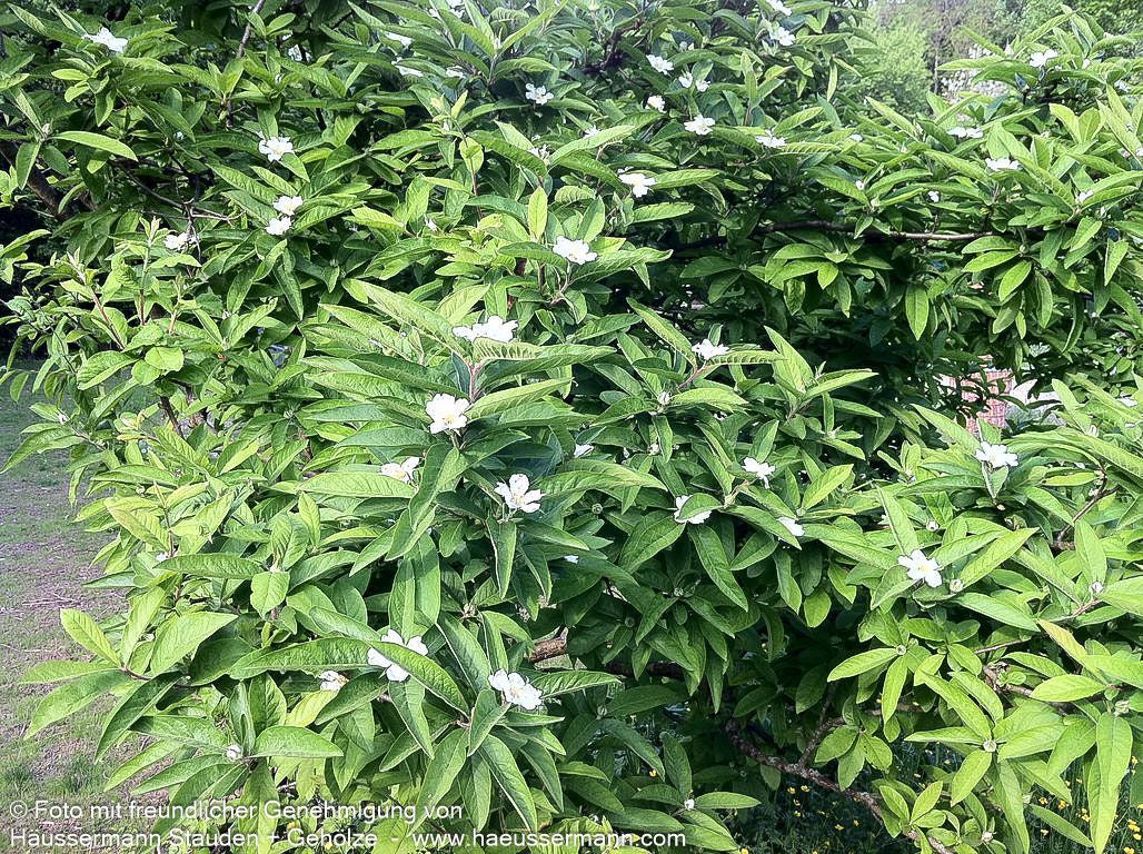 Mispel (Mespilus germanica)