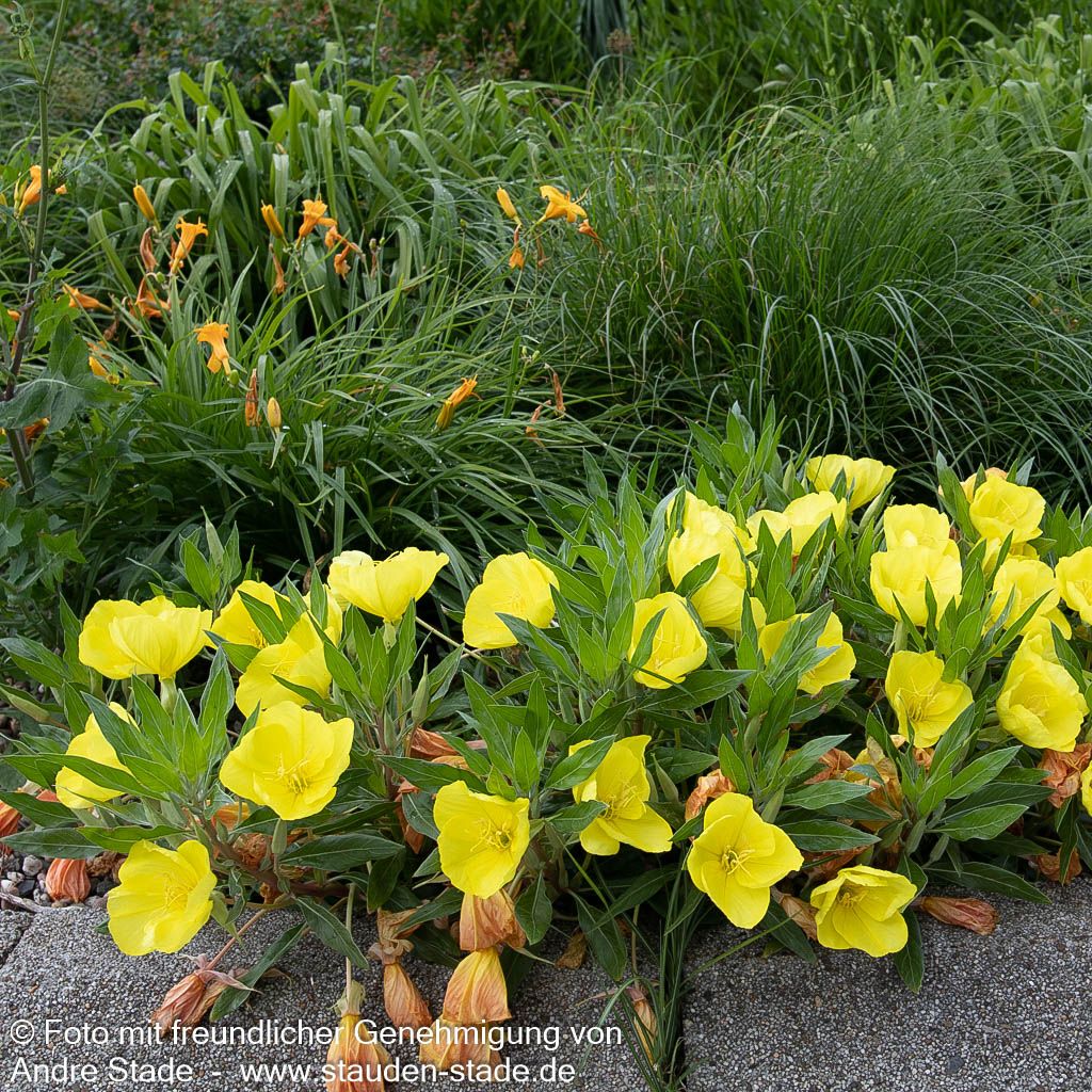 Missouri-Nachtkerze (Oenothera macrocarpa)