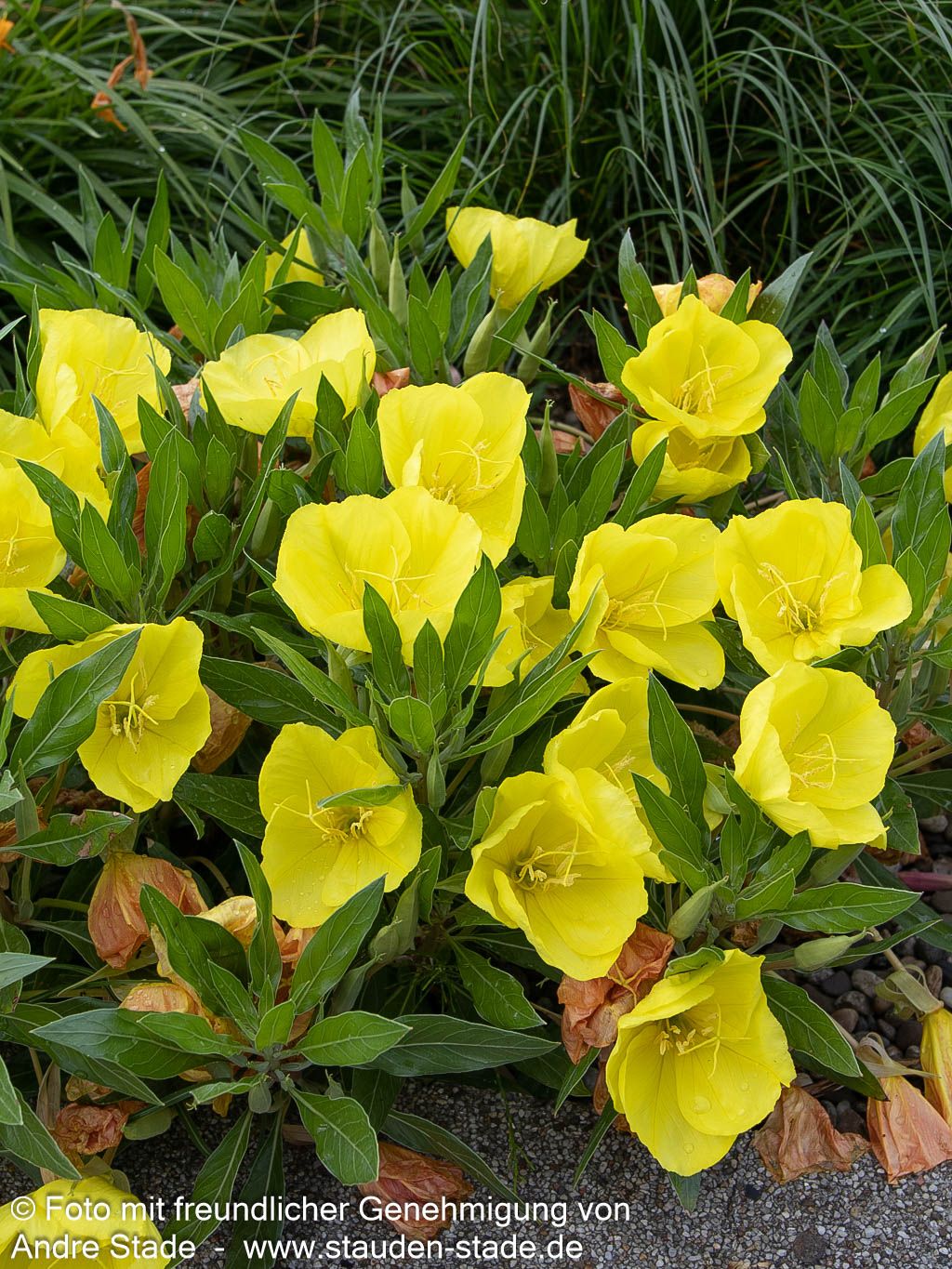 Missouri-Nachtkerze (Oenothera macrocarpa)