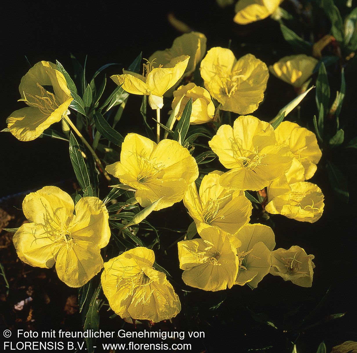 Missouri-Nachtkerze (Oenothera macrocarpa)