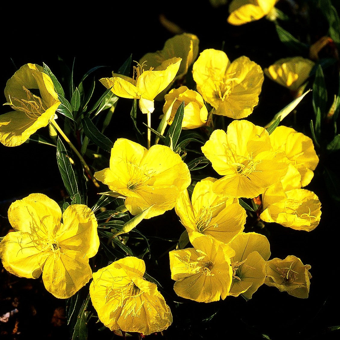 Missouri-Nachtkerze (Oenothera macrocarpa)