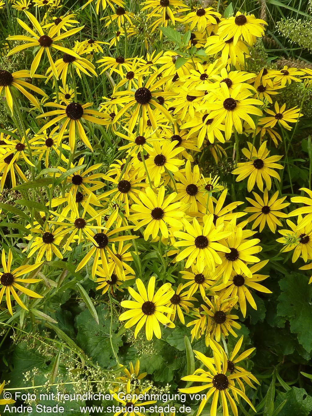 Missouri-Sonnenhut (Rudbeckia missouriensis)