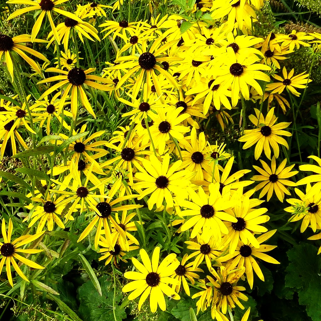 Missouri-Sonnenhut (Rudbeckia missouriensis)