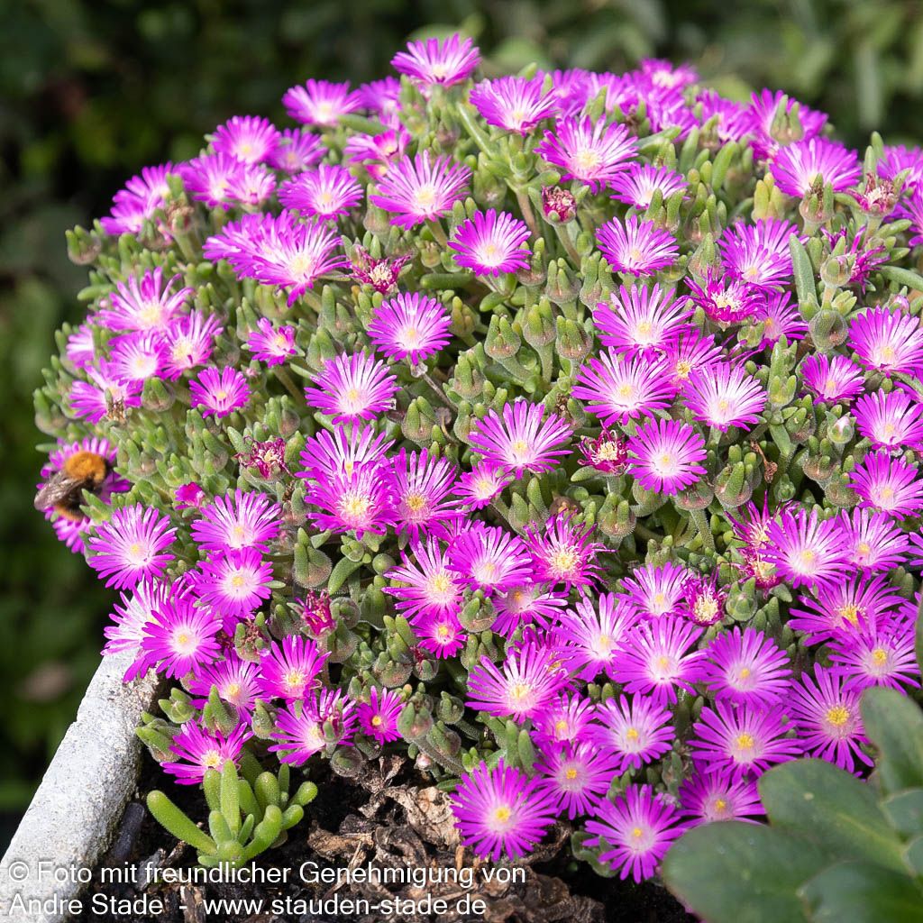 Mittagsblume (Delosperma sutherlandii)