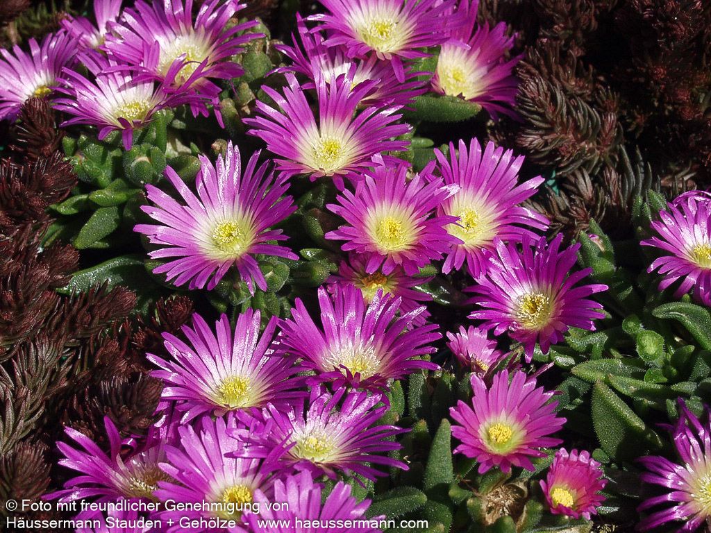 Mittagsblume (Delosperma sutherlandii)