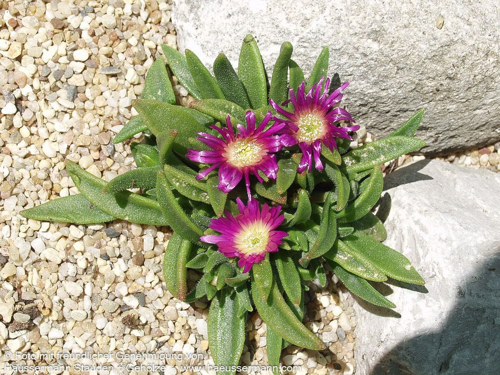 Mittagsblume (Delosperma sutherlandii)