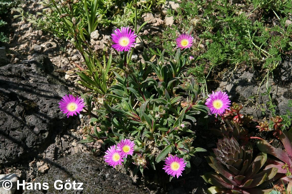 Mittagsblume (Delosperma sutherlandii)