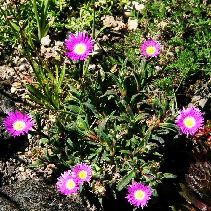 Mittagsblume (Delosperma sutherlandii)