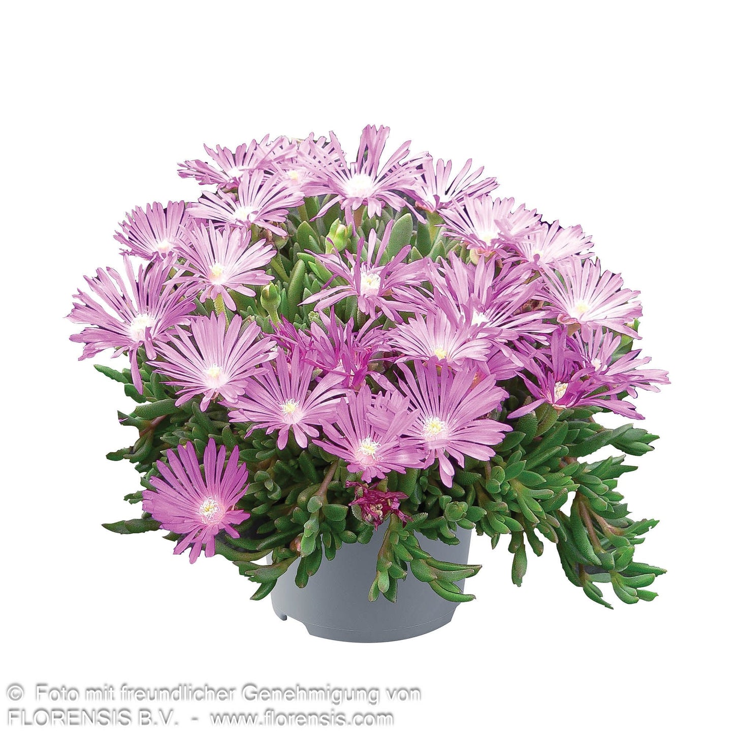 Mittagsblume (Delosperma sutherlandii)