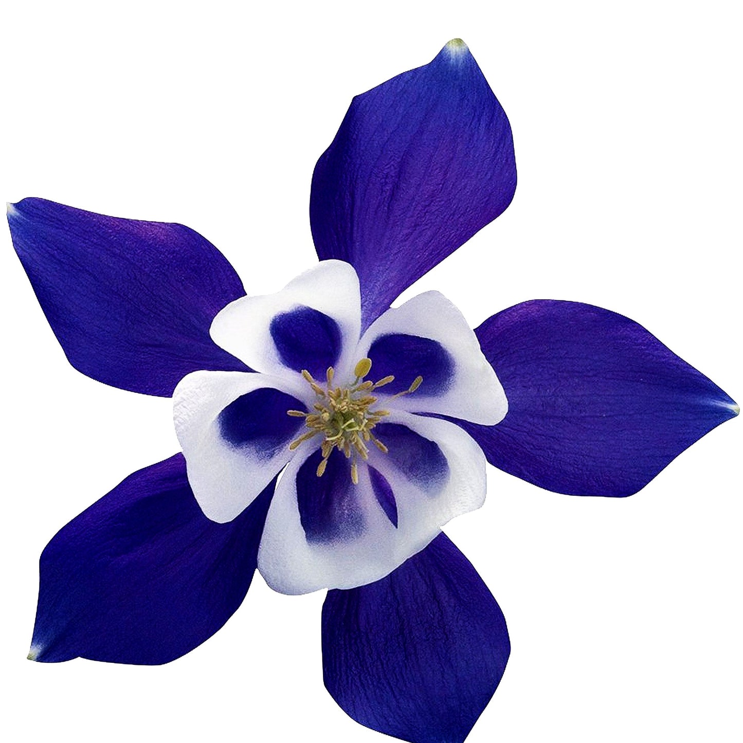 Mittelhohe Akelei 'Spring Magic Blau-Weiß' (Aquilegia flab.)