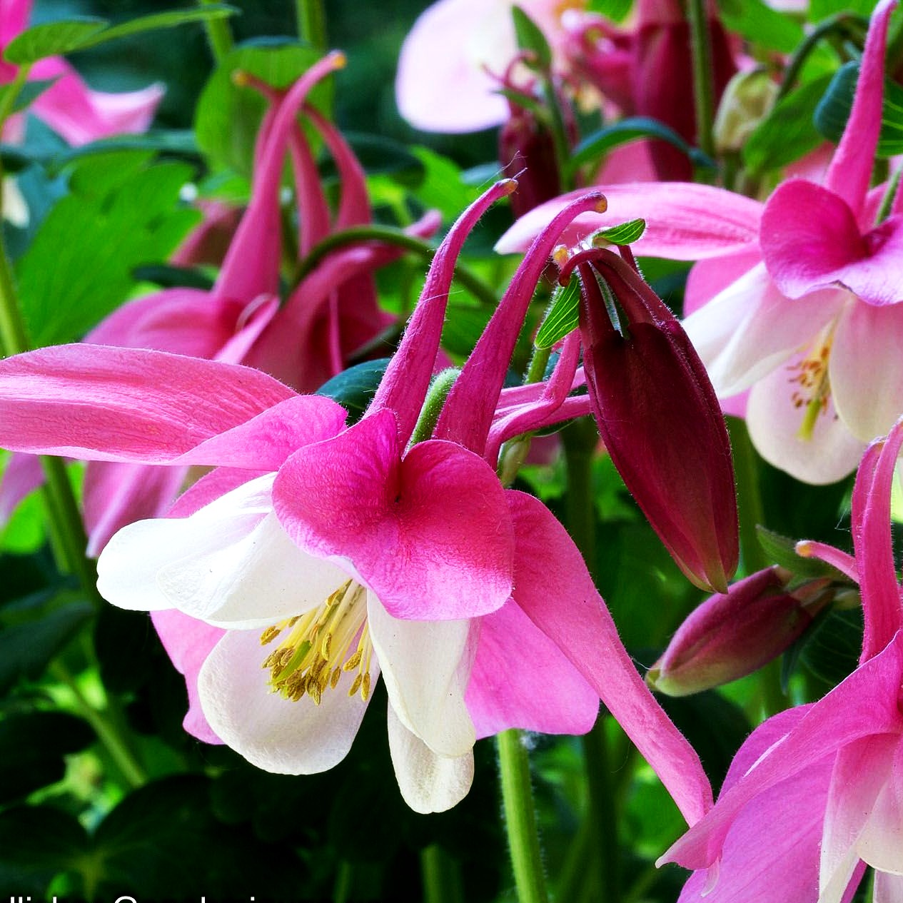 Mittelhohe Akelei 'Spring Magic Rosa-Weiß' (Aquilegia flab.)