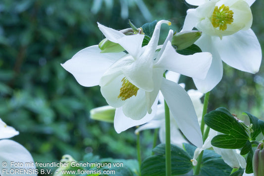 Mittelhohe Akelei 'Spring Magic Weiß' (Aquilegia flab.)