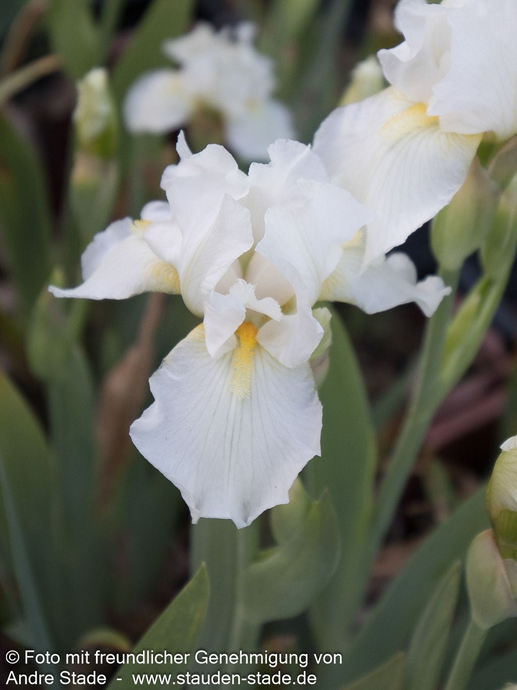 Mittelhohe Bart-Schwertlilie 'Avanelle' (Iris x barb.-media)