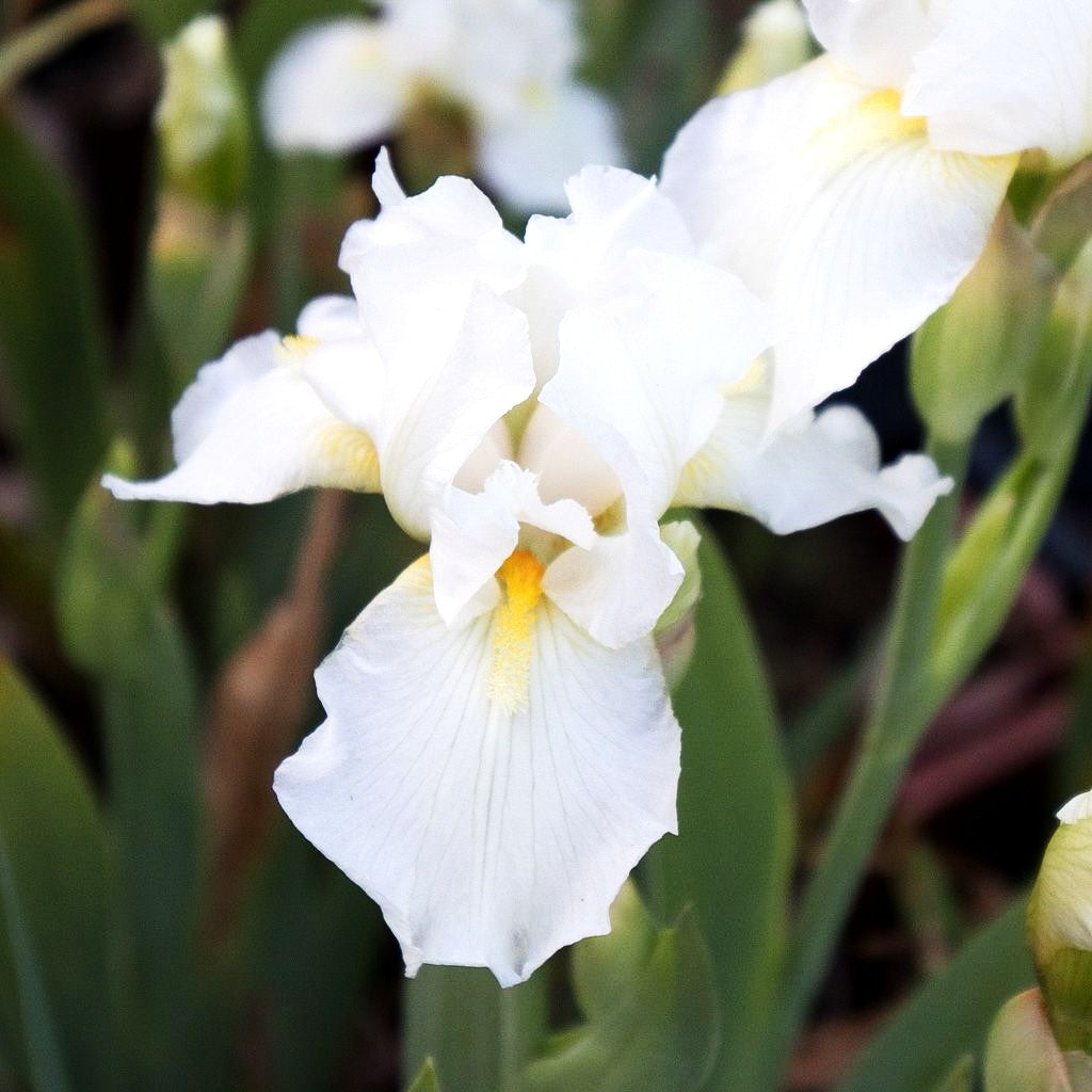 Mittelhohe Bart-Schwertlilie 'Avanelle' (Iris x barb.-media)