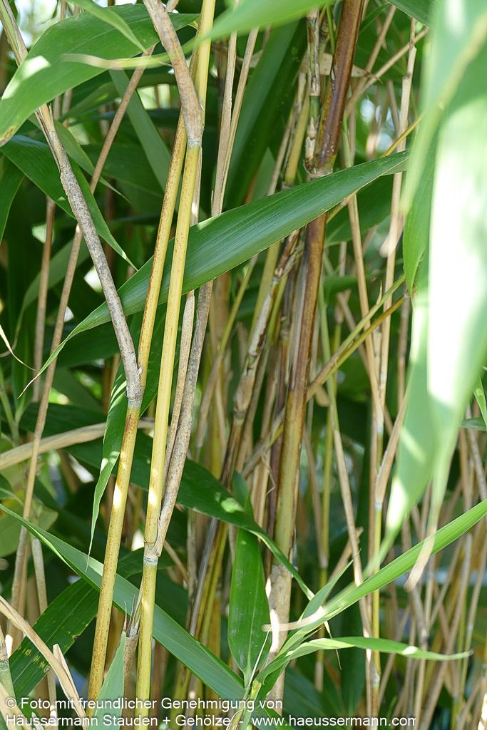 Mittelhoher Bambus (Pseudosasa japonica)