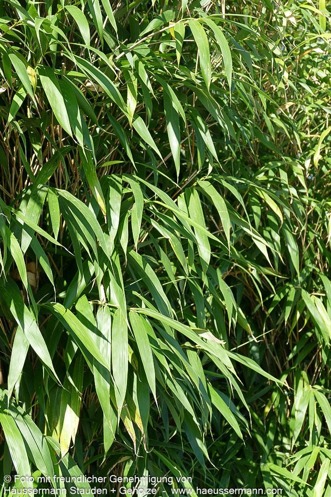 Mittelhoher Bambus (Pseudosasa japonica)
