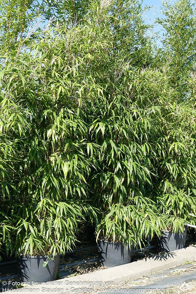Mittelhoher Bambus (Pseudosasa japonica)