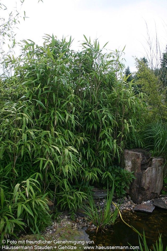 Mittelhoher Bambus (Pseudosasa japonica)