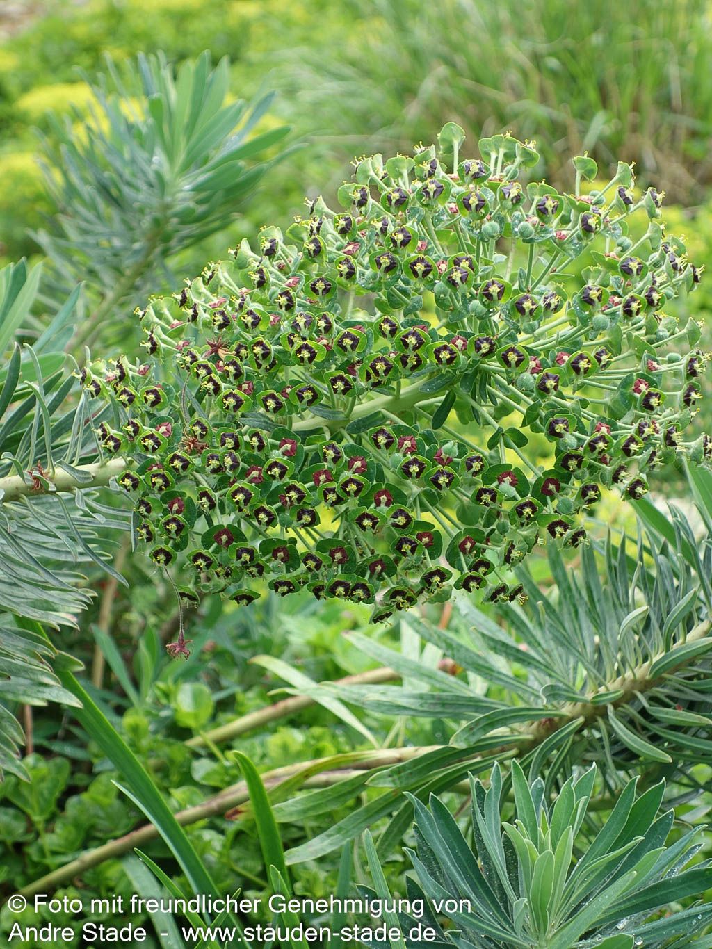 Mittelmeer-Wolfsmilch 'Black Pearl' (Euphorbia characias)