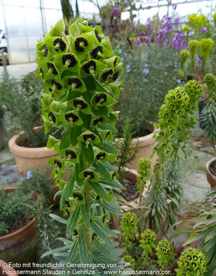 Mittelmeer-Wolfsmilch 'Black Pearl' (Euphorbia characias)