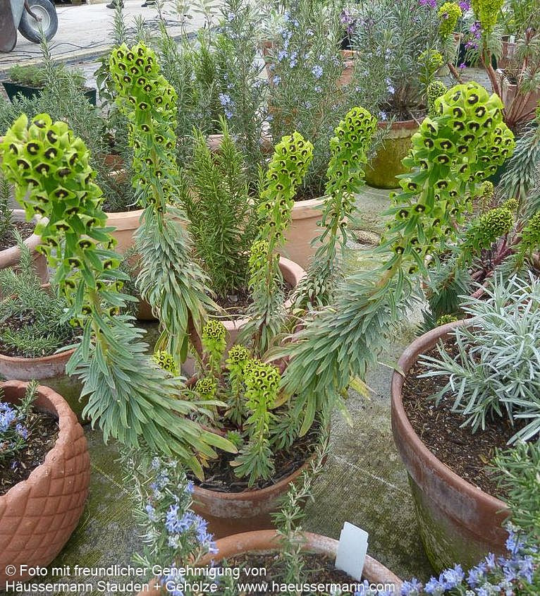 Mittelmeer-Wolfsmilch 'Black Pearl' (Euphorbia characias)