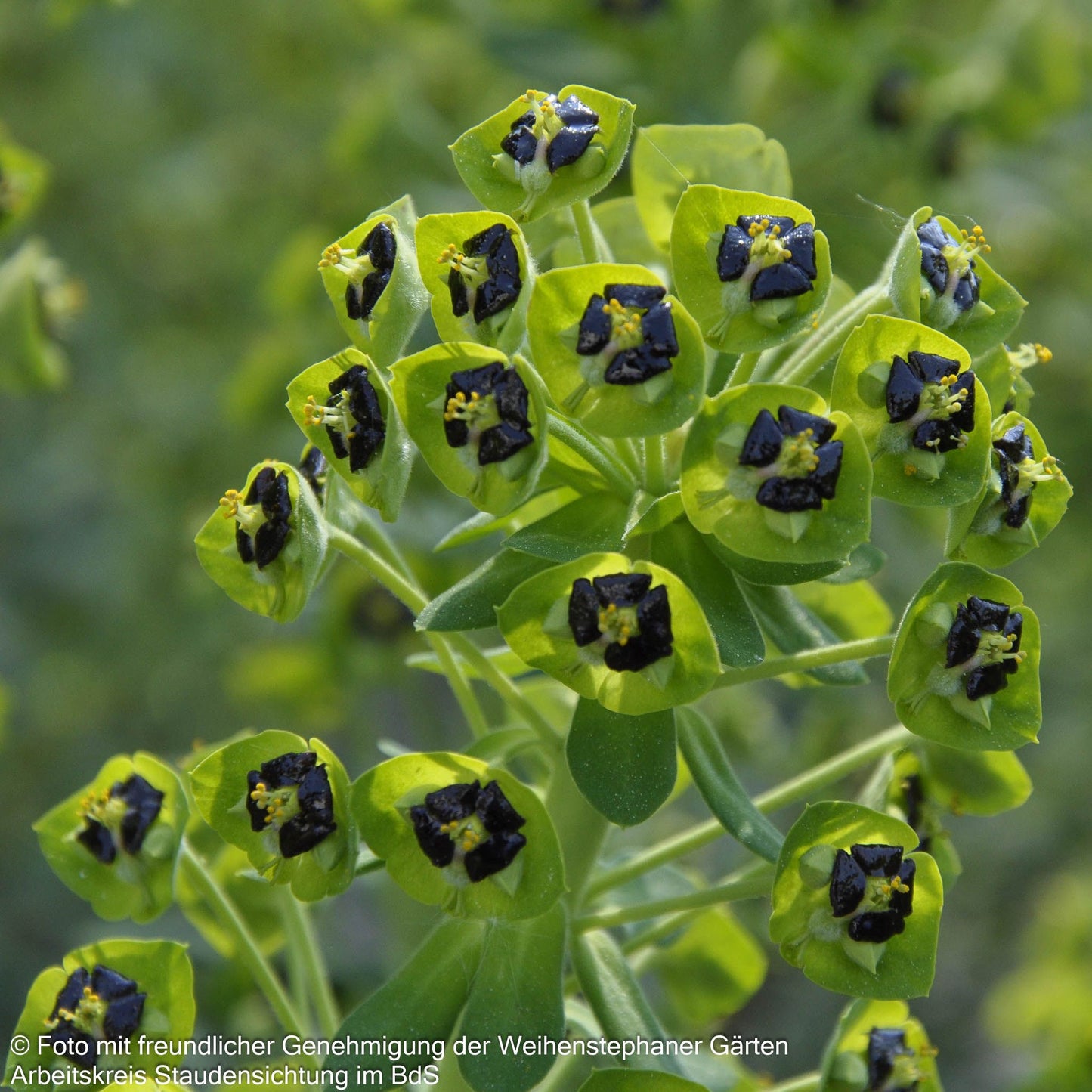Mittelmeer-Wolfsmilch 'Black Pearl' (Euphorbia characias)
