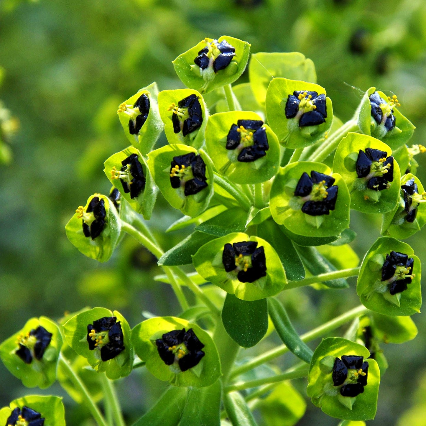 Mittelmeer-Wolfsmilch 'Black Pearl' (Euphorbia characias)