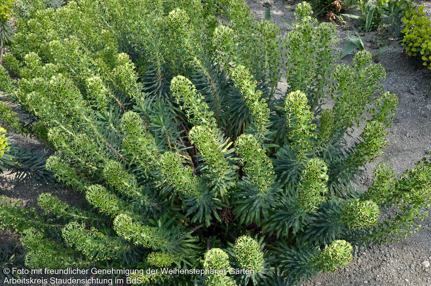 Mittelmeer-Wolfsmilch 'Black Pearl' (Euphorbia characias)