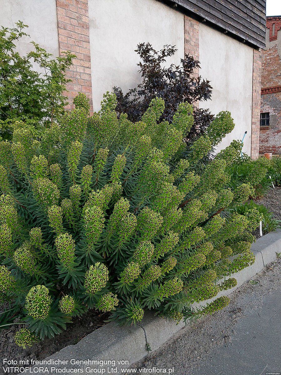Mittelmeer-Wolfsmilch 'Black Pearl' (Euphorbia characias)