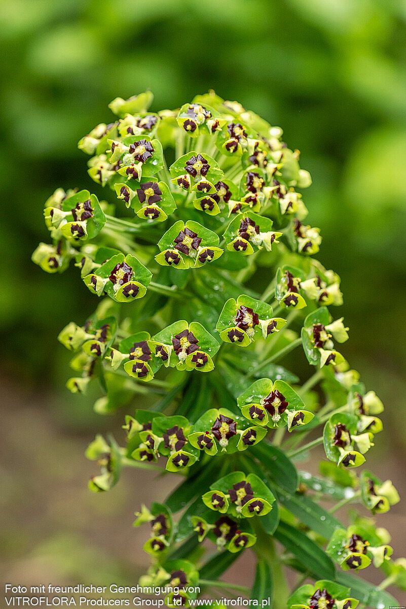 Mittelmeer-Wolfsmilch 'Black Pearl' (Euphorbia characias)