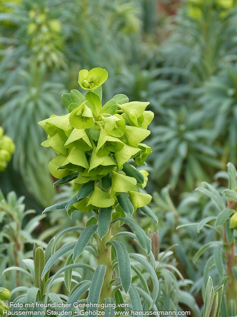 Mittelmeer-Wolfsmilch (Euphorbia characias ssp.wulfenii)