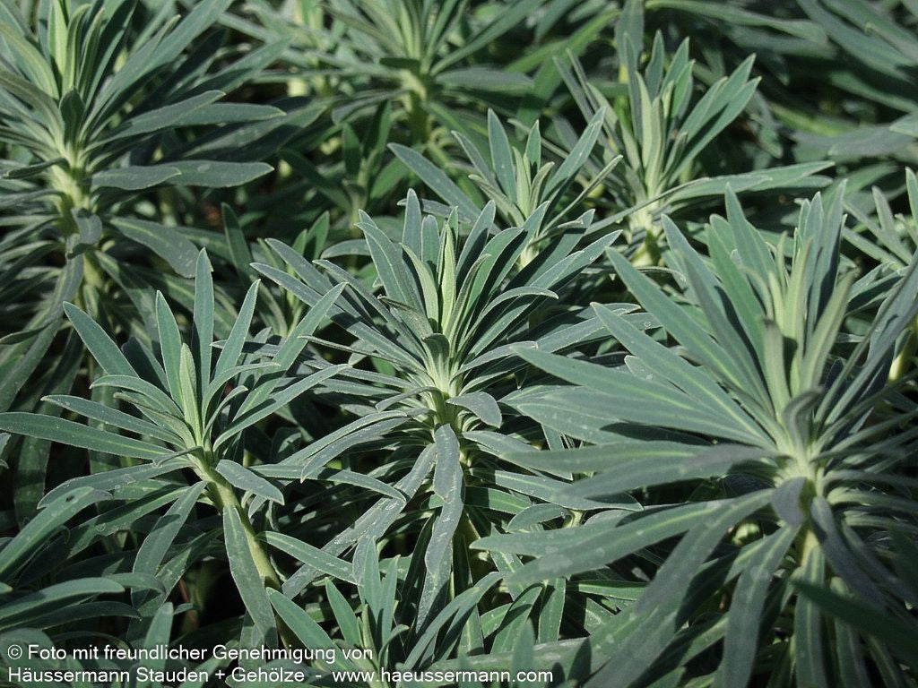 Mittelmeer-Wolfsmilch (Euphorbia characias ssp.wulfenii)