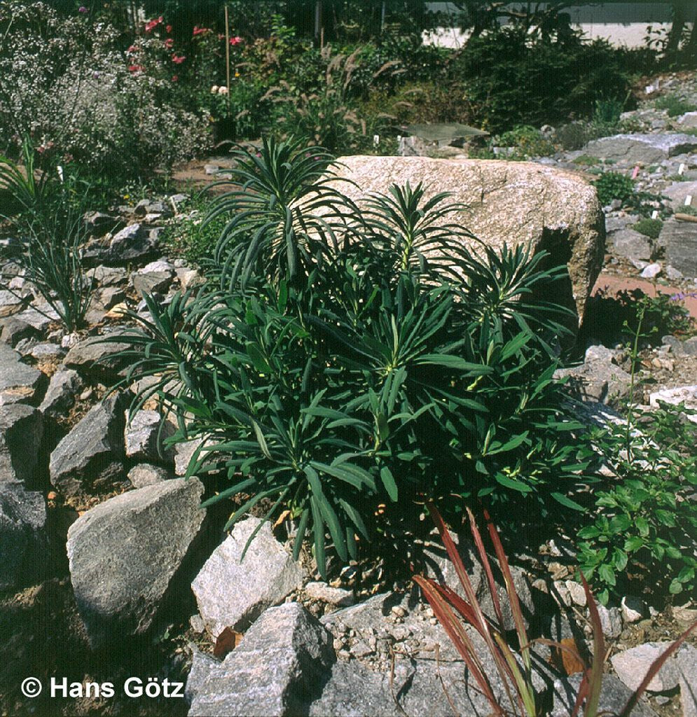Mittelmeer-Wolfsmilch (Euphorbia characias ssp.wulfenii)