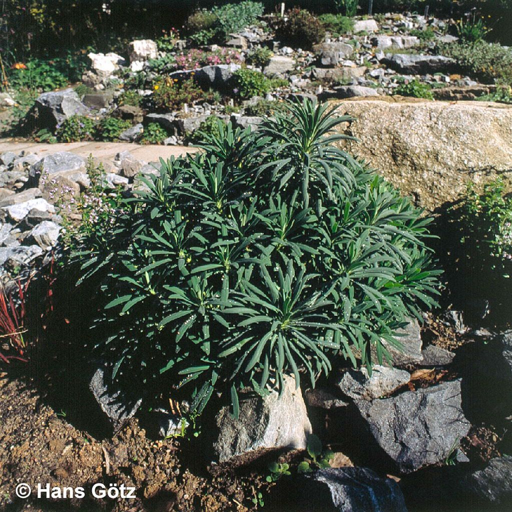 Mittelmeer-Wolfsmilch (Euphorbia characias ssp.wulfenii)