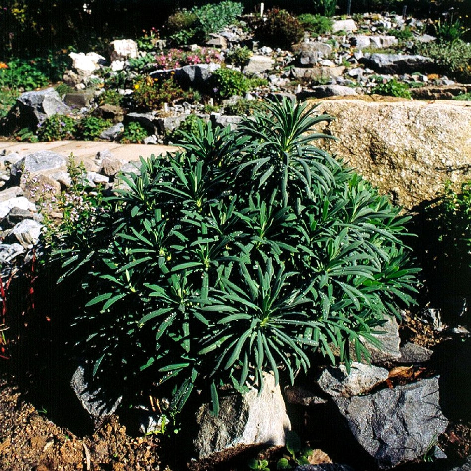 Mittelmeer-Wolfsmilch (Euphorbia characias ssp.wulfenii)