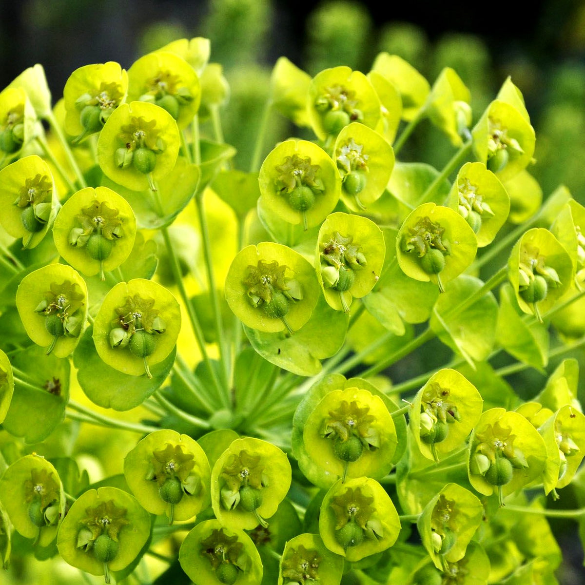 Mittelmeer-Wolfsmilch (Euphorbia characias ssp.wulfenii)