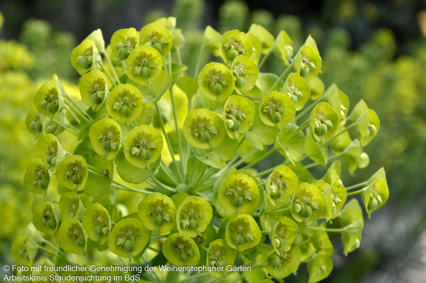 Mittelmeer-Wolfsmilch (Euphorbia characias ssp.wulfenii)