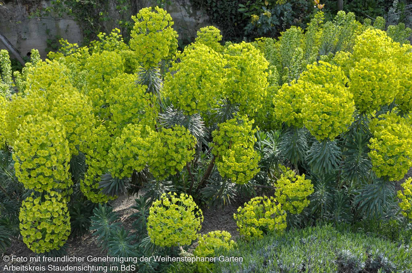 Mittelmeer-Wolfsmilch (Euphorbia characias ssp.wulfenii)