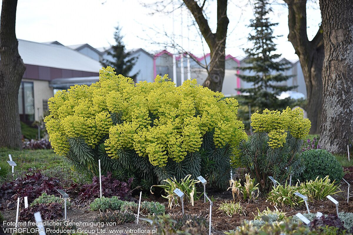 Mittelmeer-Wolfsmilch (Euphorbia characias ssp.wulfenii)