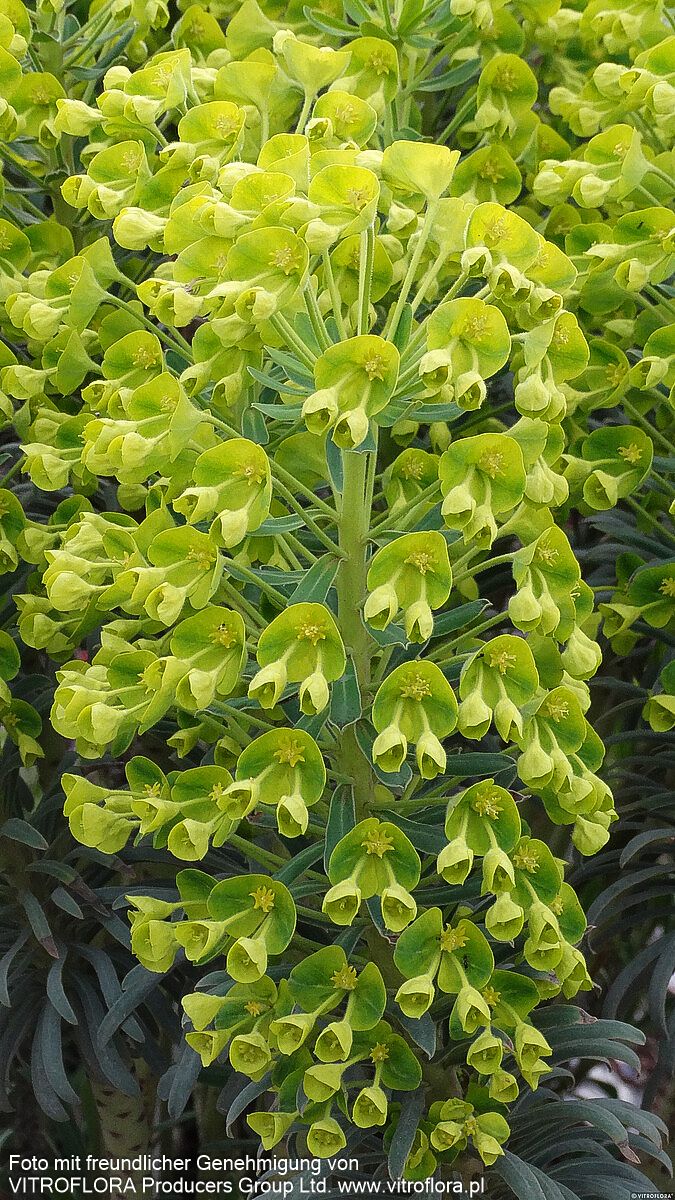 Mittelmeer-Wolfsmilch (Euphorbia characias ssp.wulfenii)