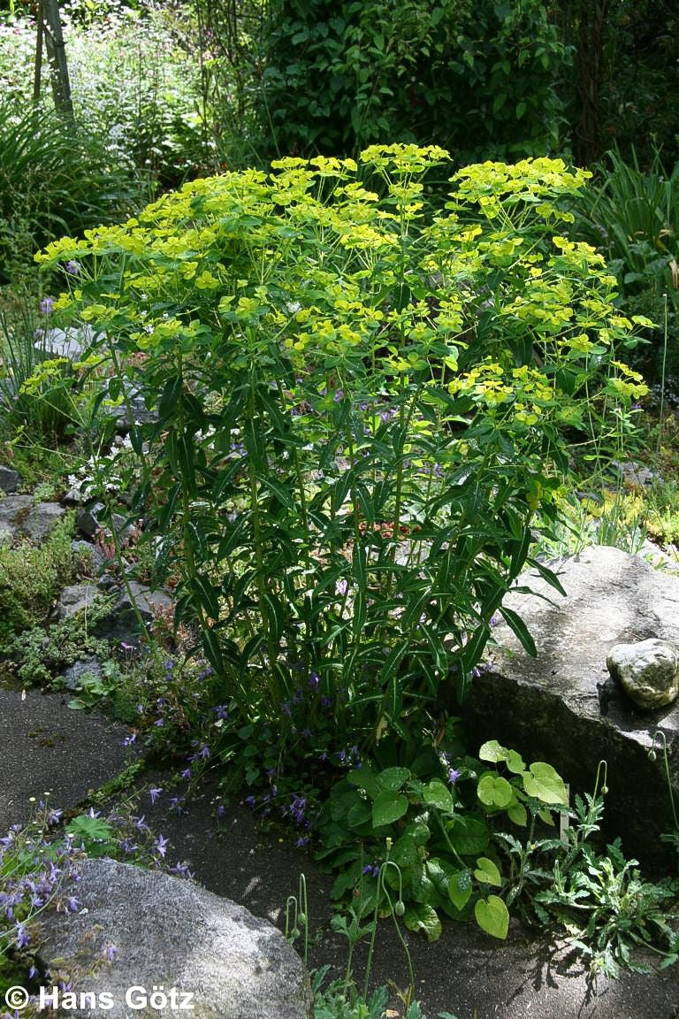 Mittelmeer-Wolfsmilch (Euphorbia x martinii)
