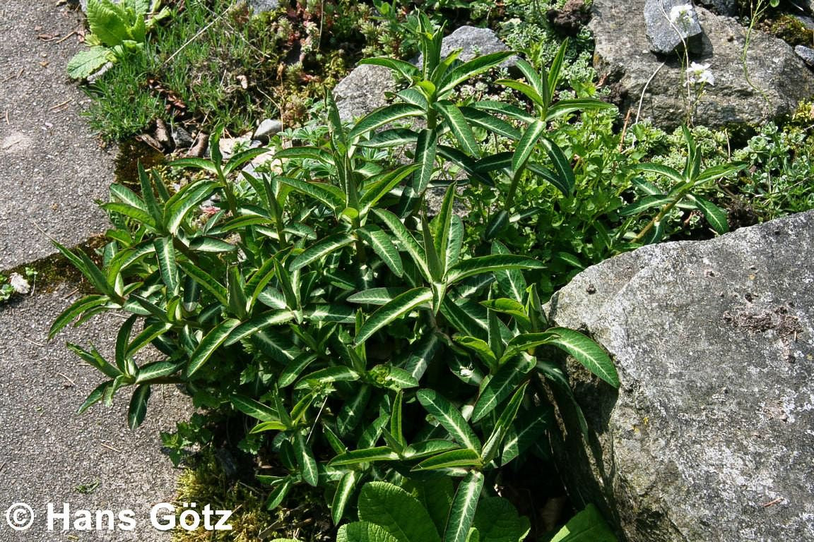 Mittelmeer-Wolfsmilch (Euphorbia x martinii)