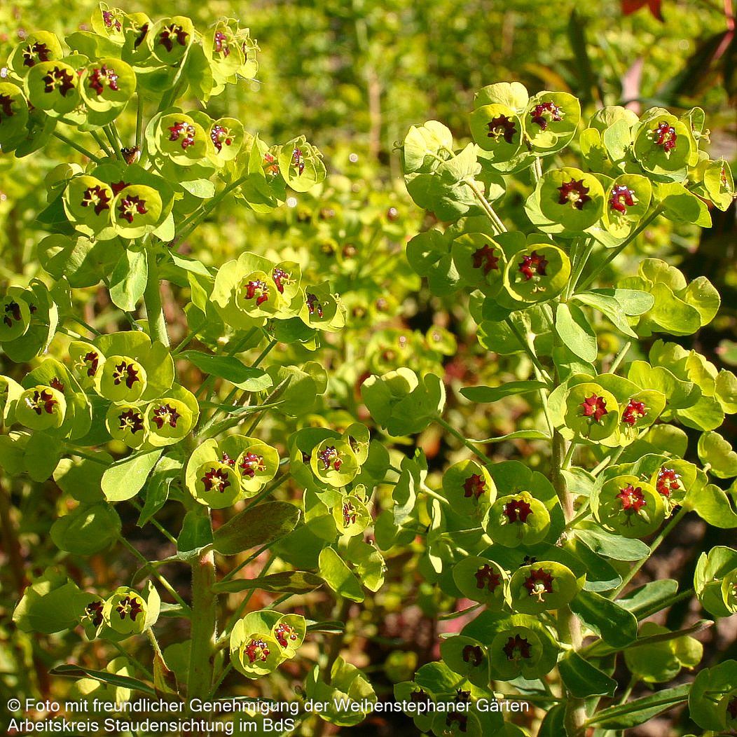 Mittelmeer-Wolfsmilch (Euphorbia x martinii)