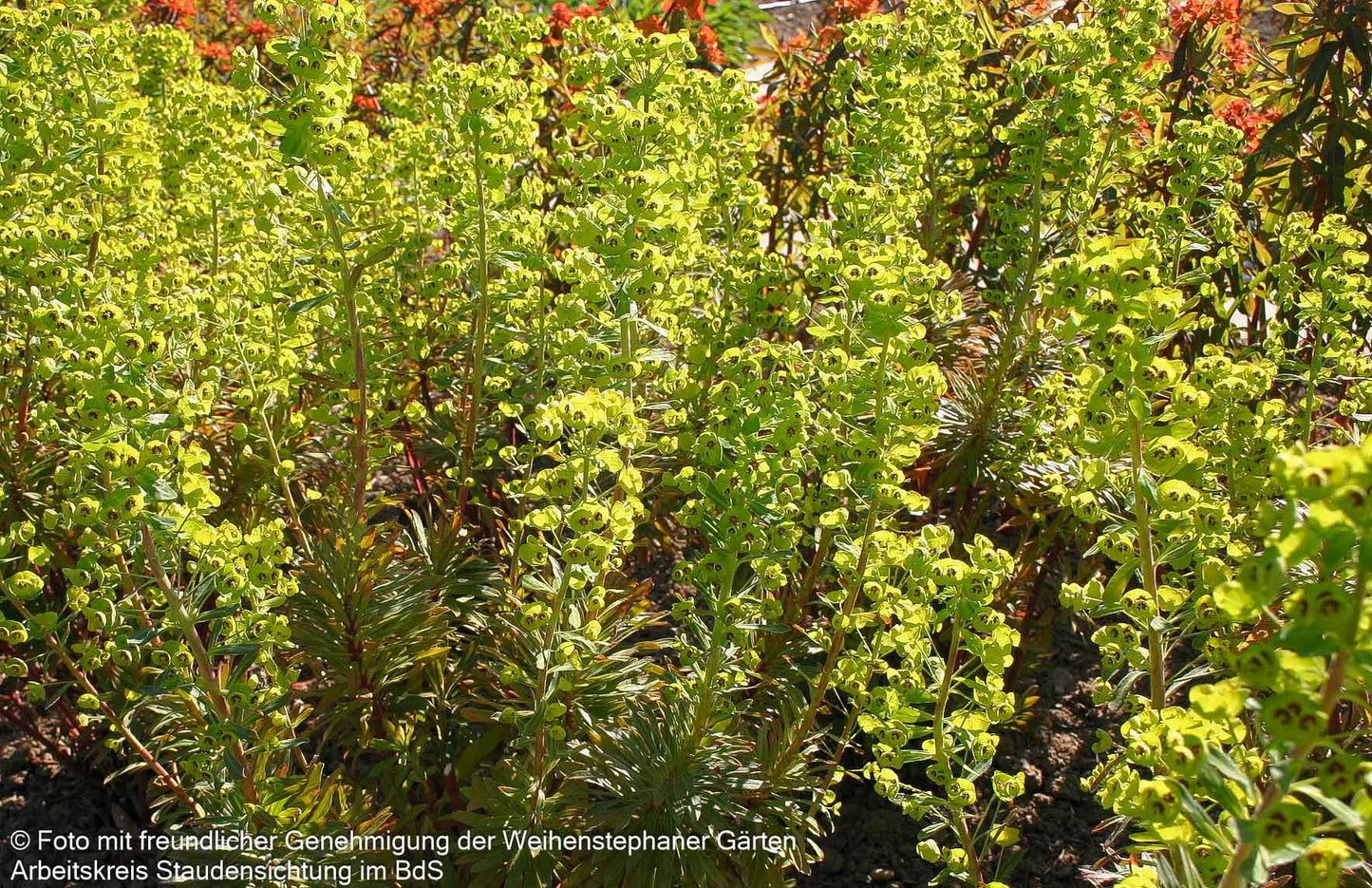 Mittelmeer-Wolfsmilch (Euphorbia x martinii)