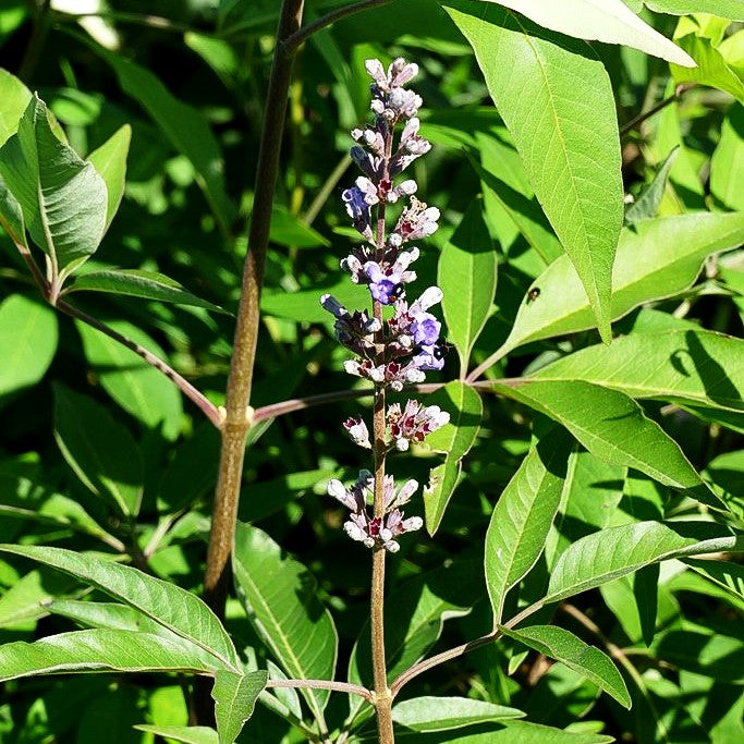 Mönchspfeffer 'Blue Diddley' (Vitex agnus-castus)