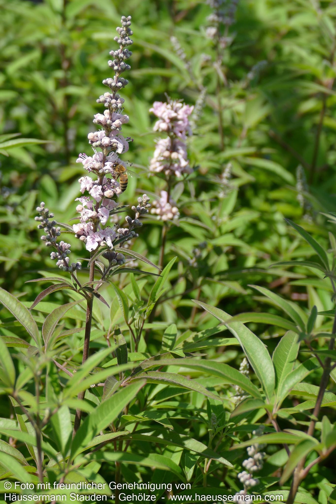 Mönchspfeffer 'Galactic Pink' (Vitex agnus-castus)
