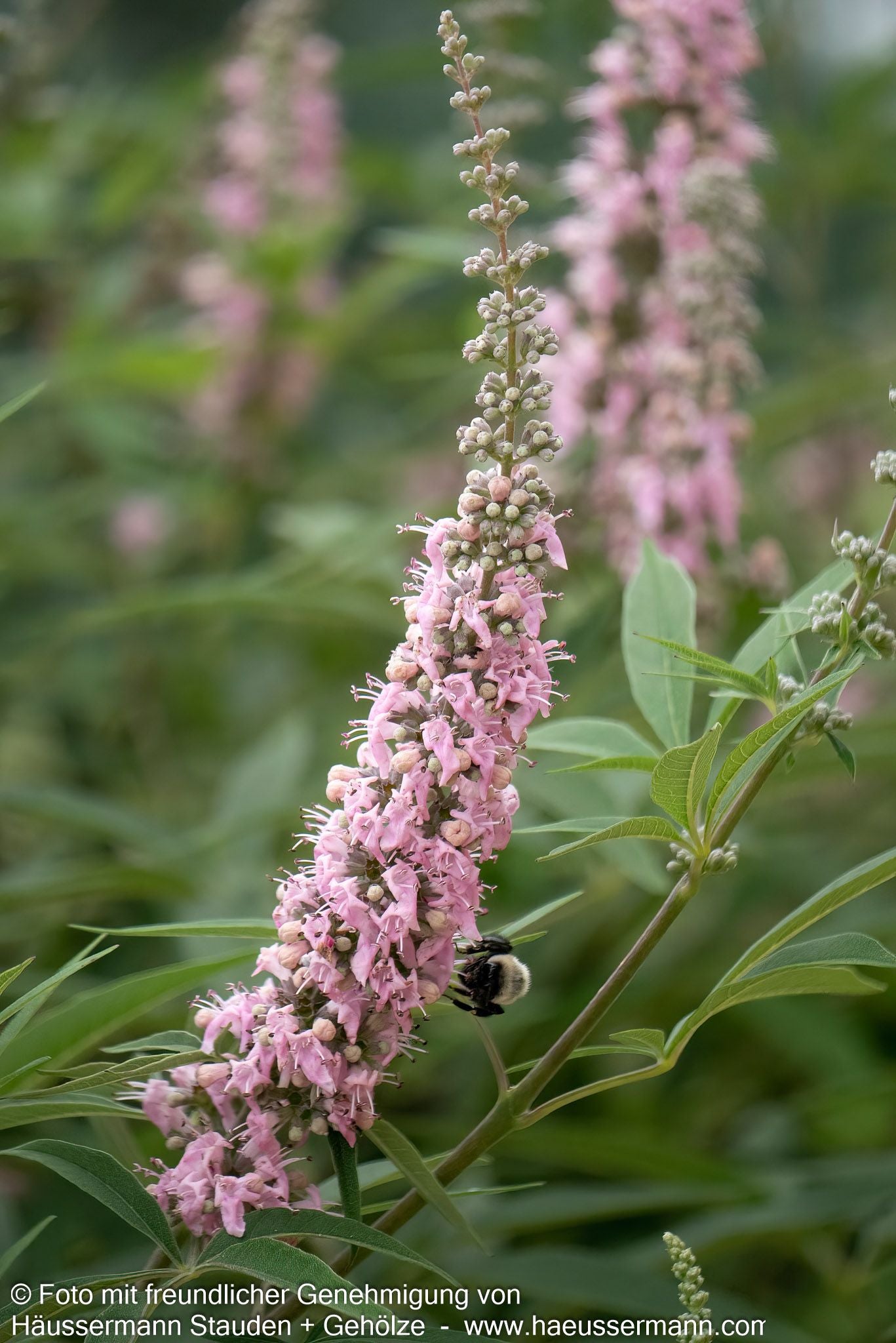 Mönchspfeffer 'Galactic Pink' (Vitex agnus-castus)