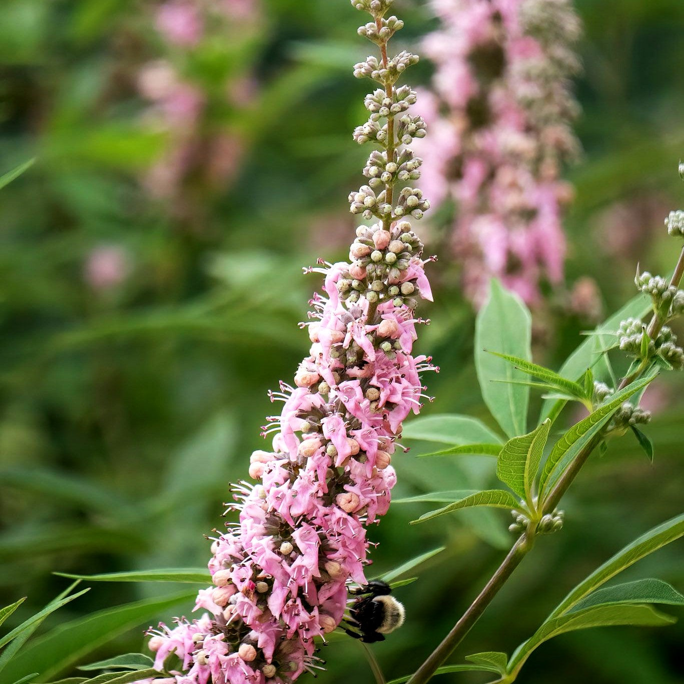 Mönchspfeffer 'Galactic Pink' (Vitex agnus-castus)