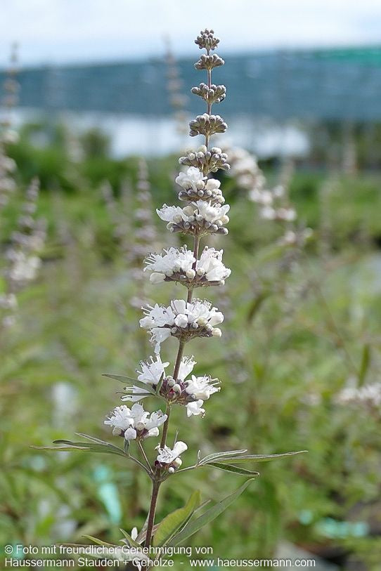Mönchspfeffer 'Silver Spire' (Vitex agnus-castus)