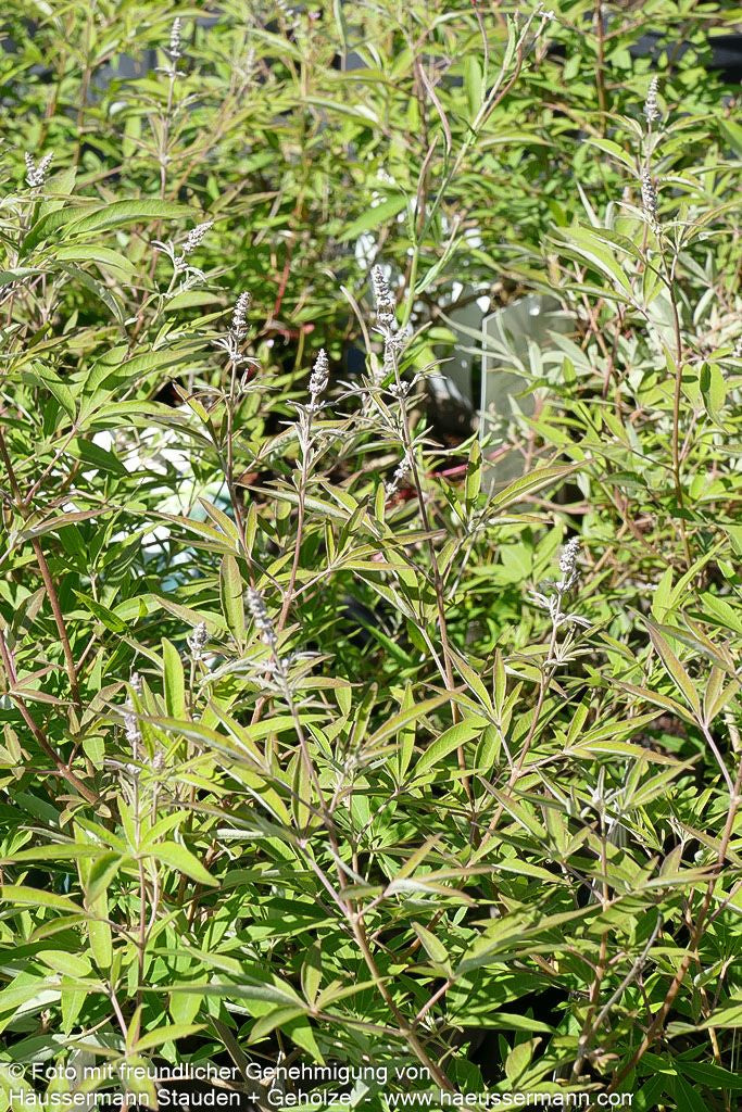 Mönchspfeffer 'Silver Spire' (Vitex agnus-castus)
